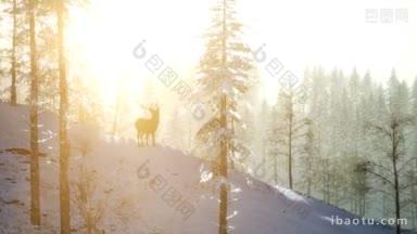 骄傲高贵的鹿雄在冬季雪林